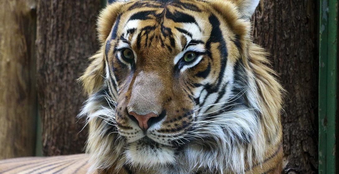 Tiger-jung2