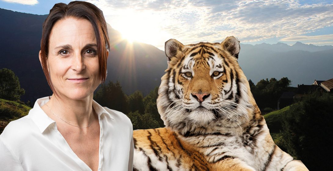 Tiger-Rosa2