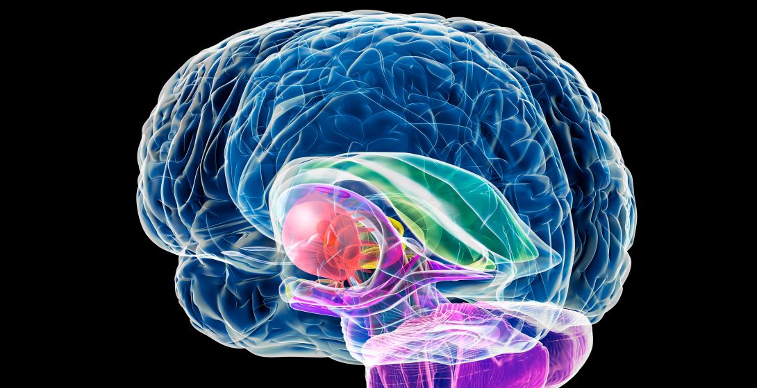 Corpus Callosum