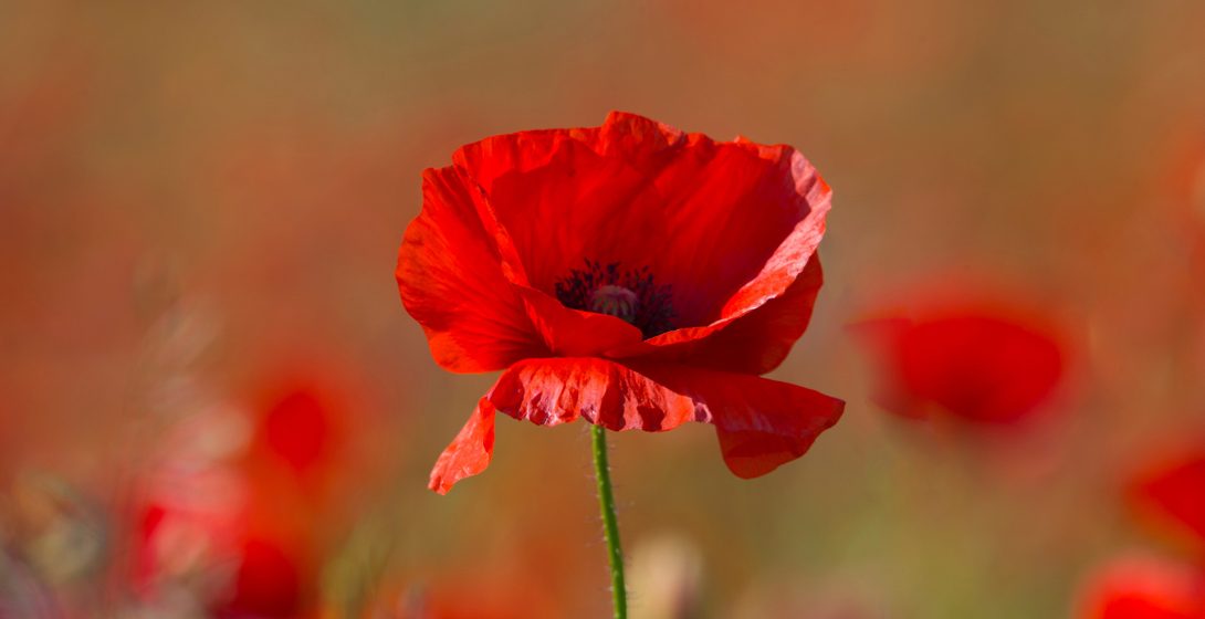 Mohn