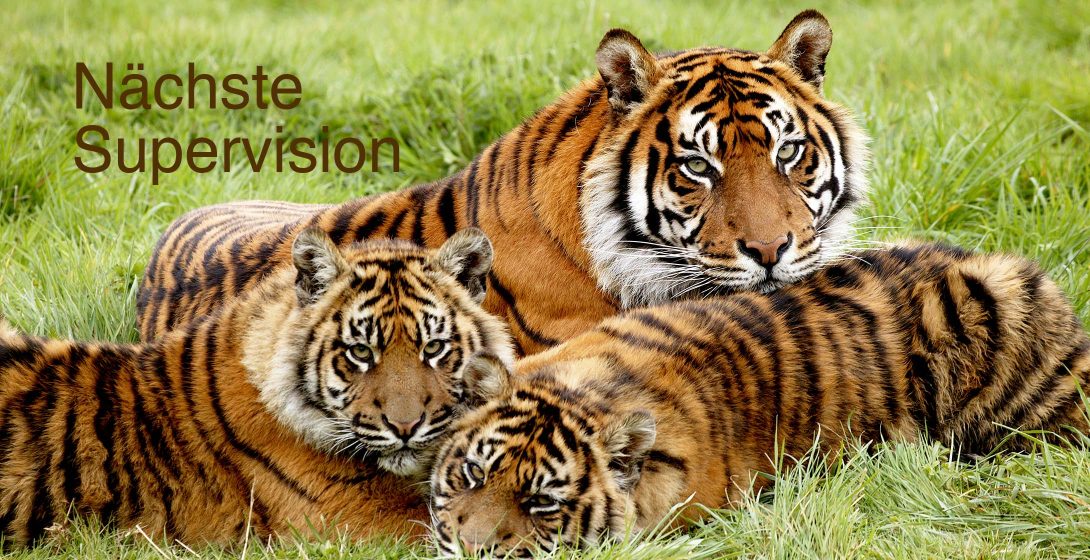 2025 naechsteSupervision