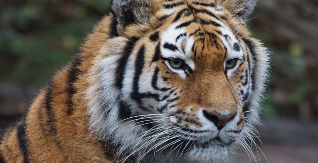 tiger2020